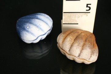 K.KAGYLÓ SHELL 2COL 8CM