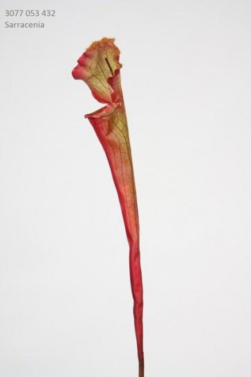 Selyemvirág Sarracenia mûanyag 53cm zöld-piros SSS