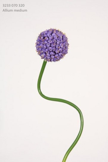 Selyemvirág Allium mûanyag 70cm lila SSS