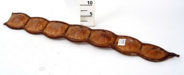 TER.GLEDITSIA DELAVAYI