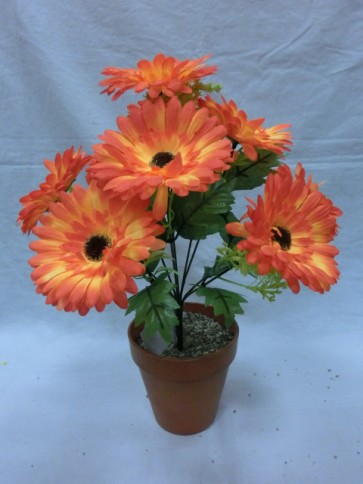 CSOKOR GERBERA 10FEJES 3S