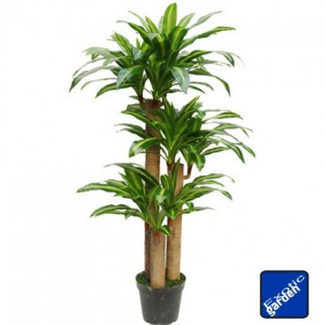 FA DRACAENA        128L.150