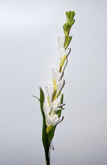 Selyemvirág Tubarózsa  130cm fehér-zöld