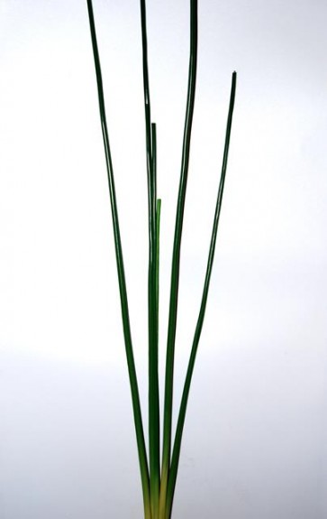 Selyemvirág Vizi sás  135cm zöld
