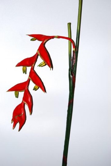 Selyemvirág Heliconia 150cm piros-zöld