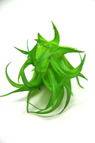 Selyemvirág Pozsgás növény mûanyag 10cm zöld