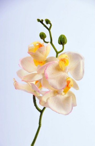 Selyemvirág Phalaenopsis orchidea  3 féle