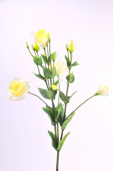 Selyemvirág Lisianthus   4 féle