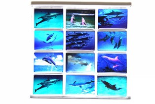 Hûtõmágnes fotós delfines (7,5*5cm) kerámia lapos