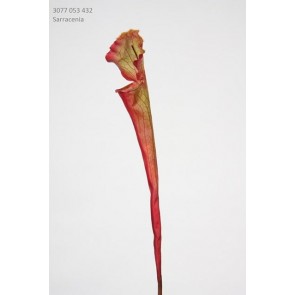 Selyemvirág Sarracenia mûanyag 53cm zöld-piros SSS