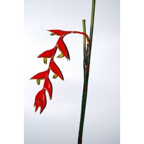 Selyemvirág Heliconia 150cm piros-zöld