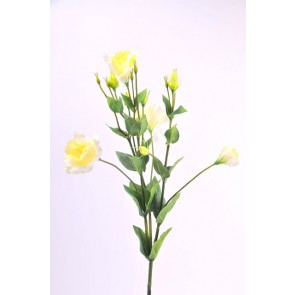 Selyemvirág Lisianthus   4 féle