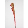 Selyemvirág Sarracenia mûanyag 53cm zöld-piros SSS