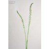 Selyemvirág Eremurus ág mûanyag 75cm almazöld