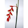 Selyemvirág Heliconia 150cm piros-zöld