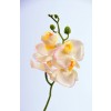 Selyemvirág Phalaenopsis orchidea  3 féle